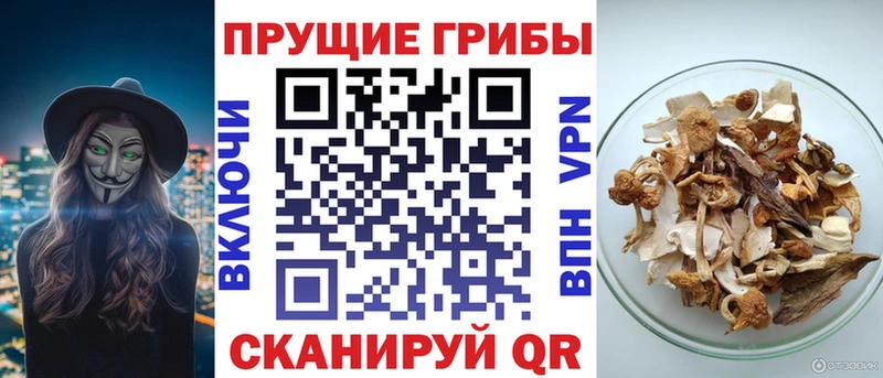 купить закладку  Катайск  Галлюциногенные грибы Magic Shrooms 